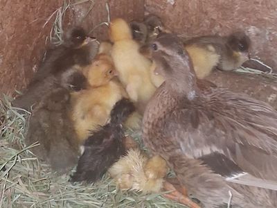 Call Duck Starter flock