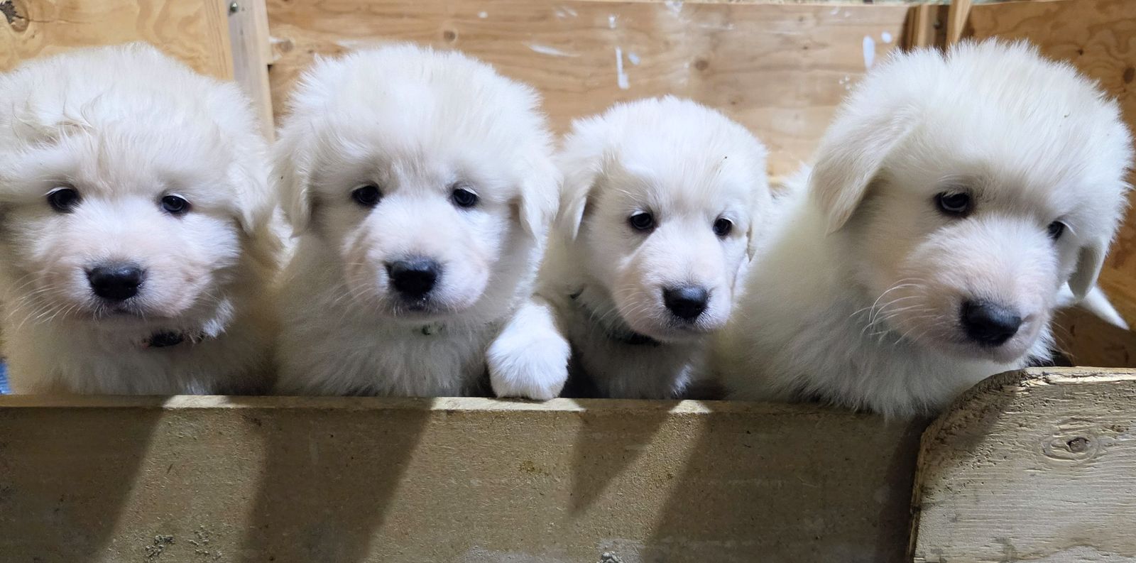 LDG - Maremma Sheepdog Puppies (Registered)