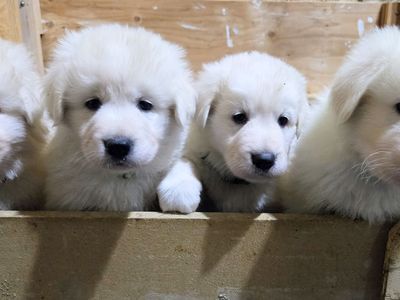 LDG - Maremma Sheepdog Puppies (Registered)