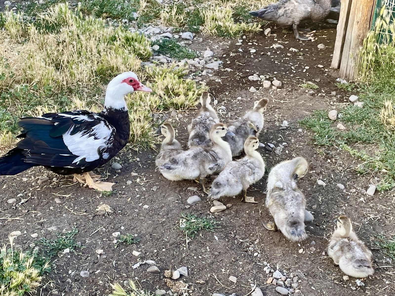 BUG CONTROL, DINNER and/or EGG LAYERS. Muscovy Ducklings. Will not quack. Will be black & white. Hatched apx 5/20/26. $5.00 each