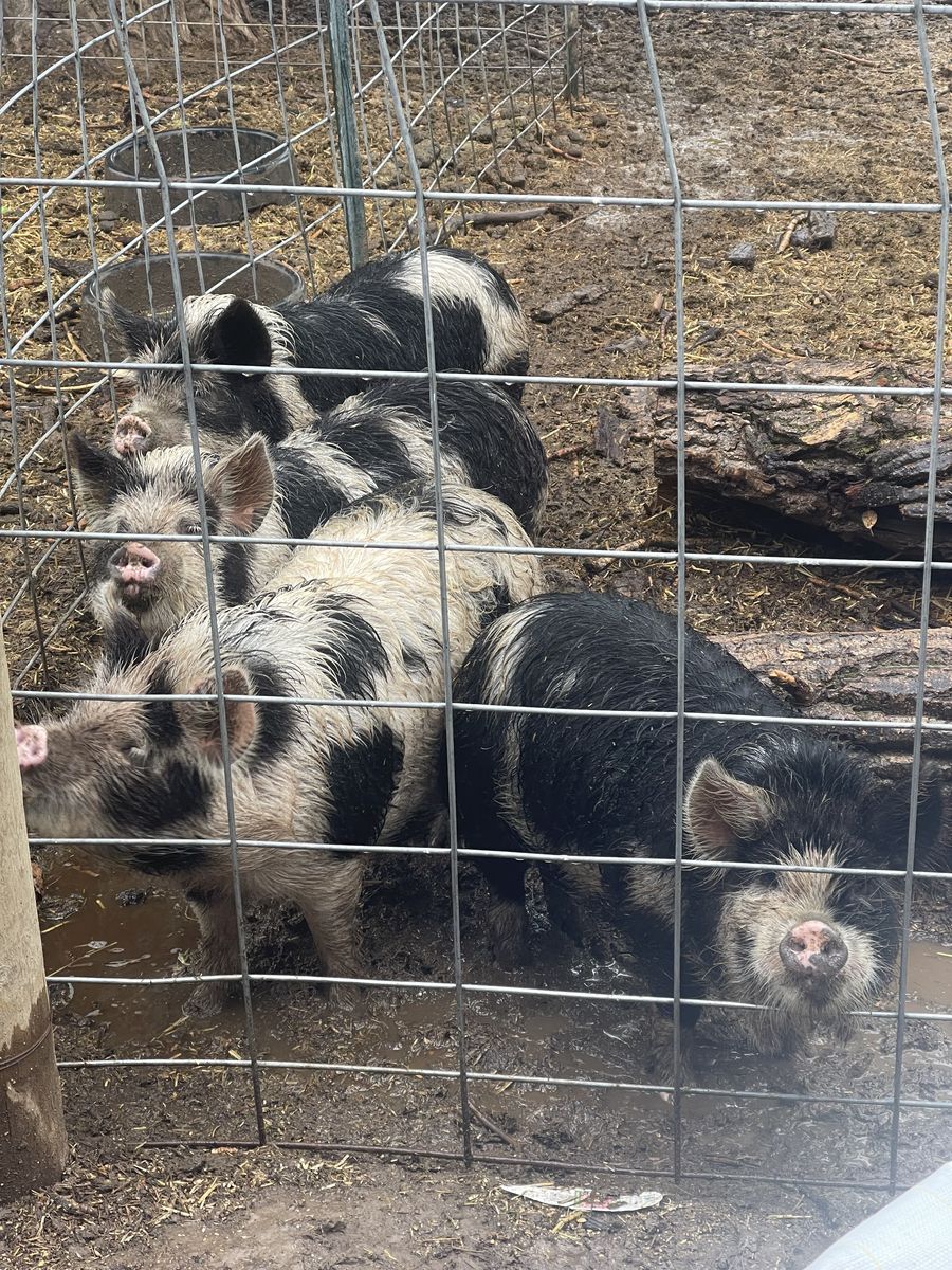 Kune Kune Pigs