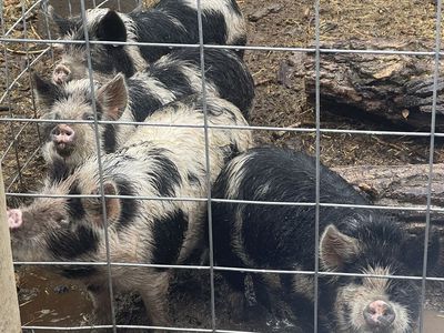 Kune Kune Pigs