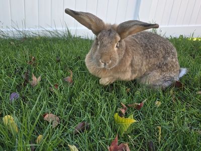 Continental Giant / American Chinchilla Mix