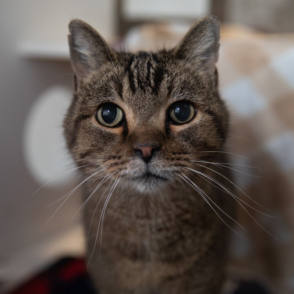 Hello my name is Crouton