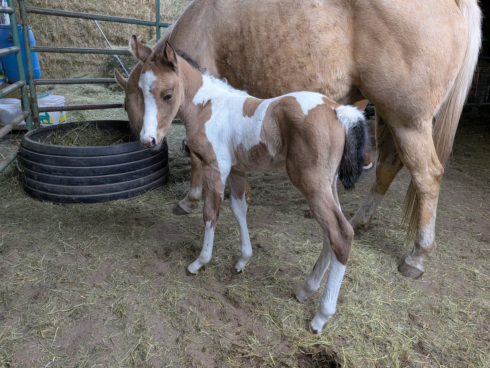 Flashy Buckskin Paint Filly – Born March 24