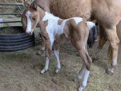 Flashy Buckskin Paint Filly – Born March 24