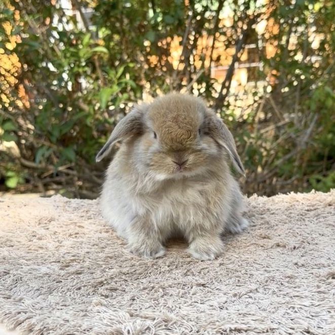 Holland Lop Doe