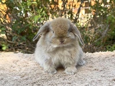 Holland Lop Doe