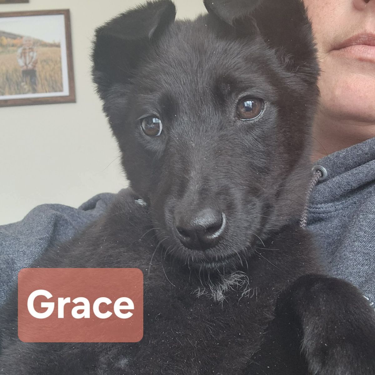 ADOPT GRACE