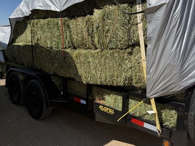 alfalfa hay small bales $10