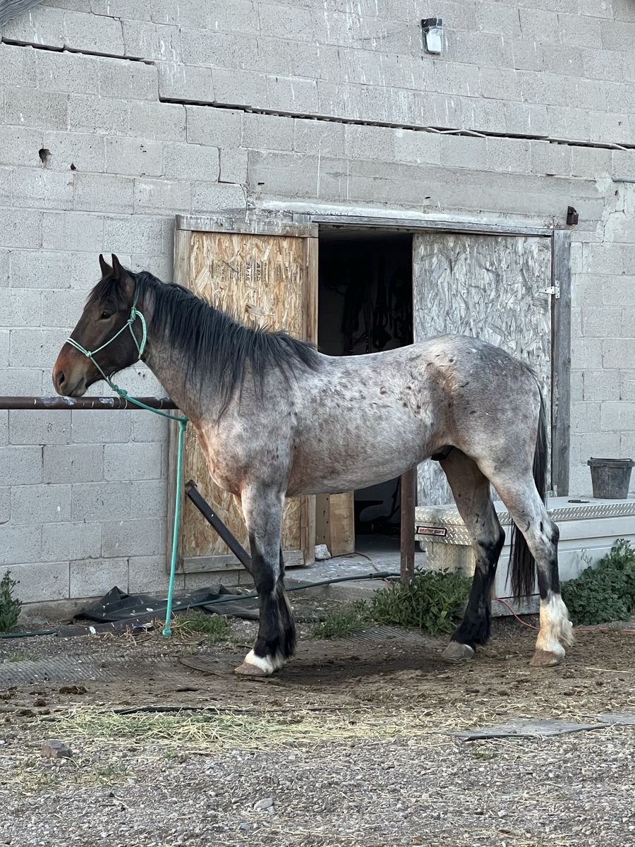 3 Yr old 1/2 Draft Gelding
