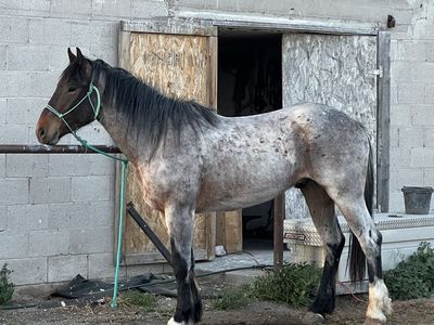 3 Yr old 1/2 Draft Gelding
