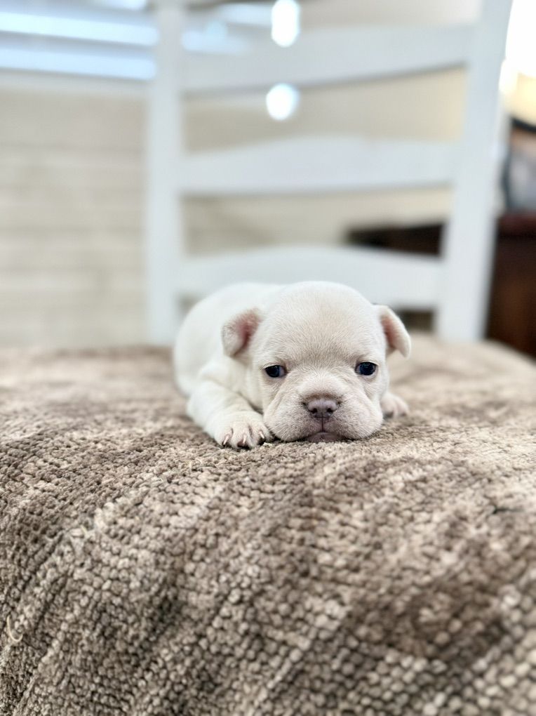 AKC French Bulldog Frenchie Puppies