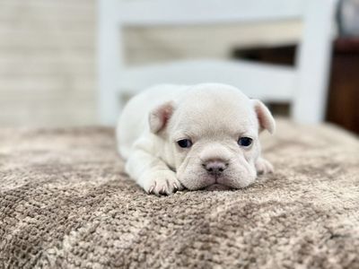 AKC French Bulldog Frenchie Puppies