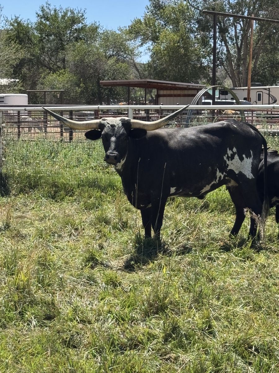 3-Year-Old Longhorn Cow 