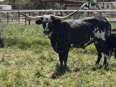 3-Year-Old Longhorn Cow