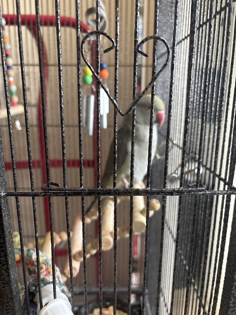 Indian Ringneck Parrot