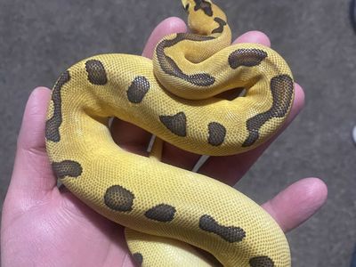 Female super enchi clown ball python