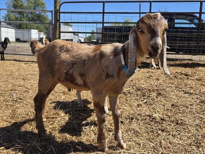mini nubian bucking