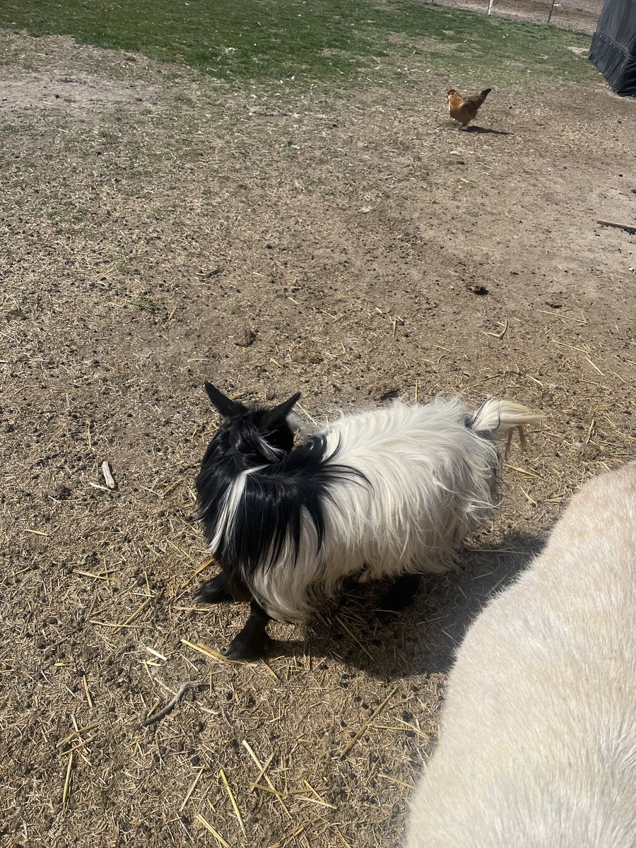 Goat For Sale