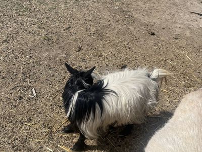 Goat For Sale