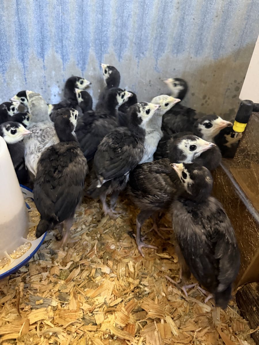 Heritage Turkey Poults