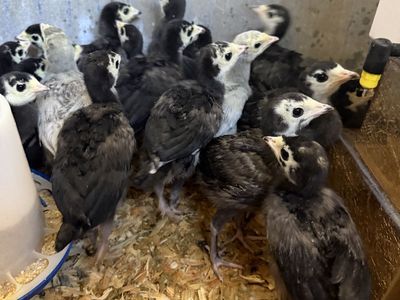 Heritage Turkey Poults
