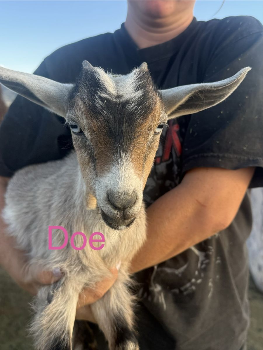 Mini Nubian doe and bucks