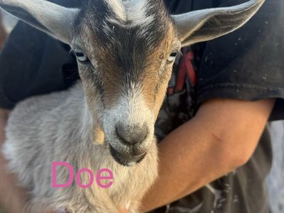 Mini Nubian doe and bucks