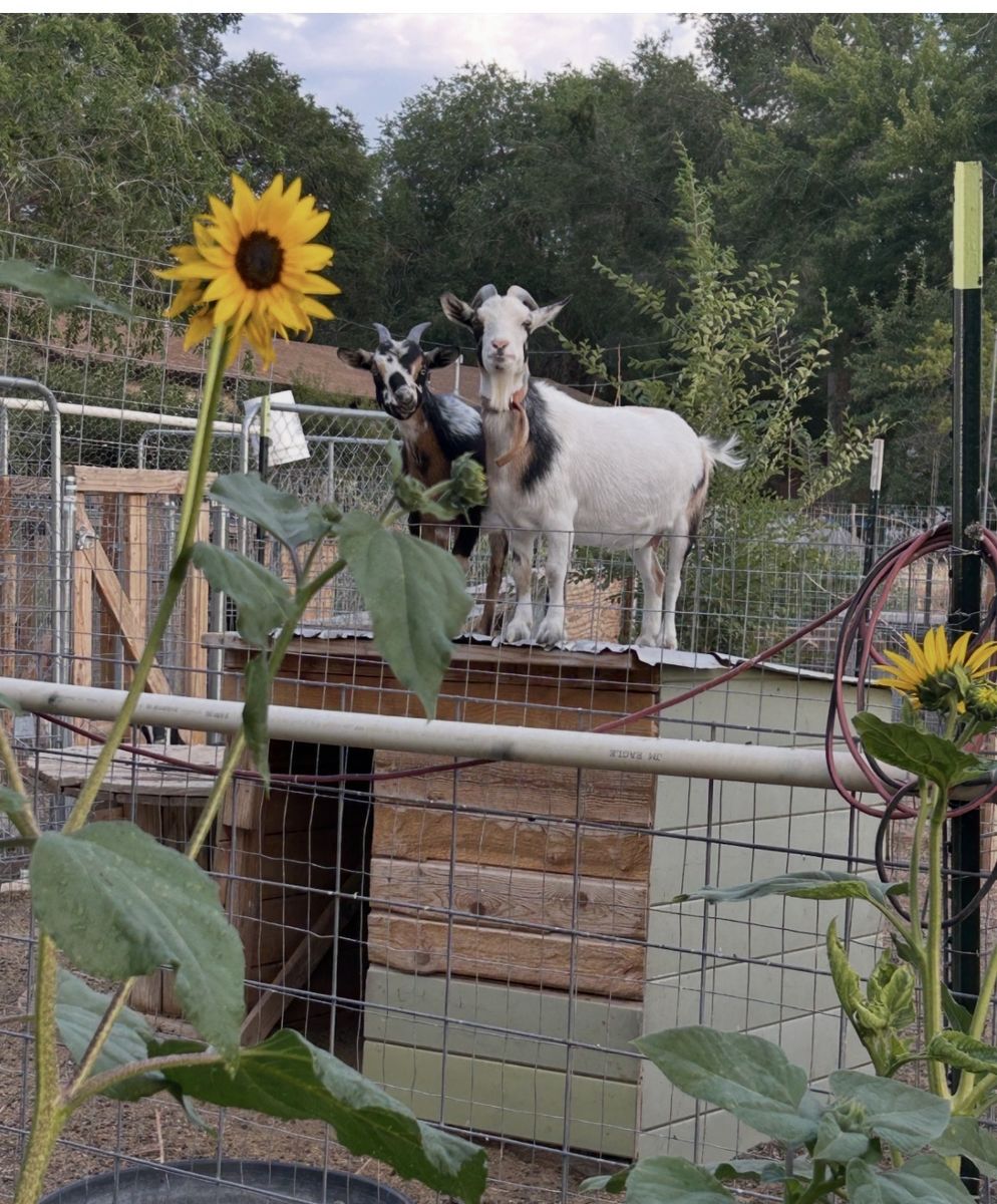 2 Nigerian dwarf does together for $175