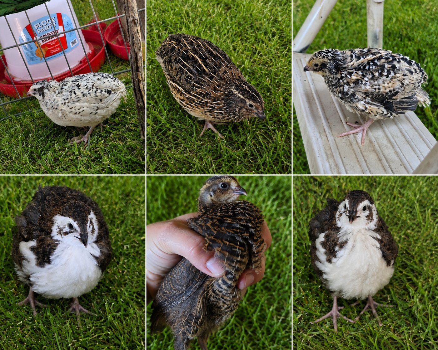 Coturnix Quail