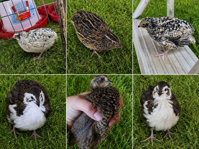 Coturnix Quail