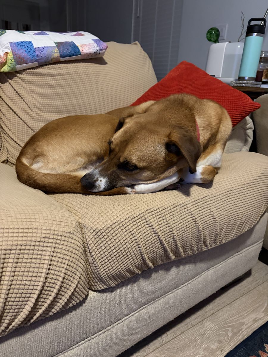 Luca - In Need of Rehoming!