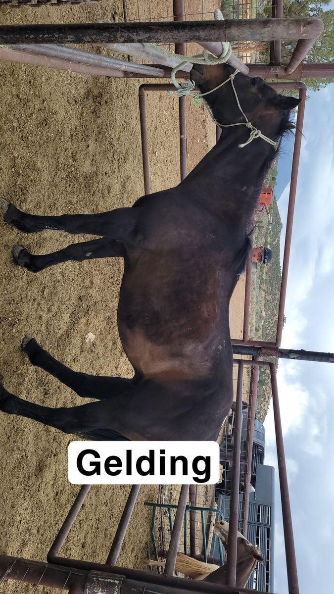 Kid broke gelding