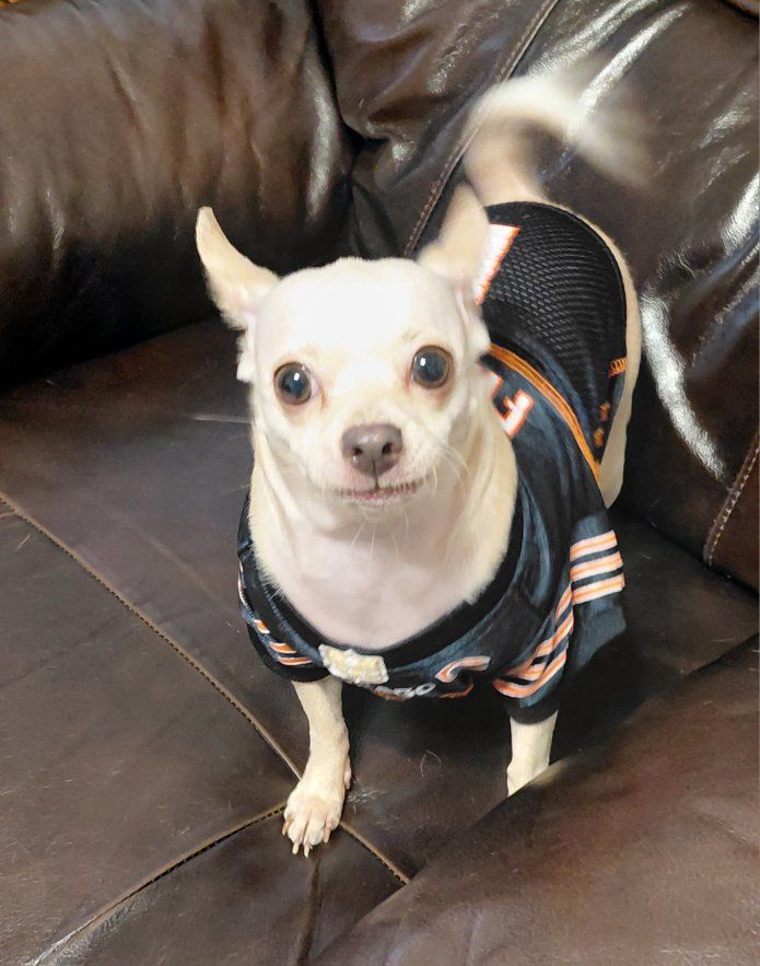 Chihuahua Maltese Female