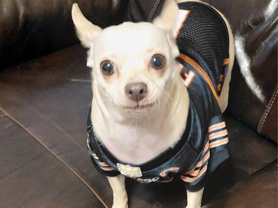 Chihuahua Maltese Female