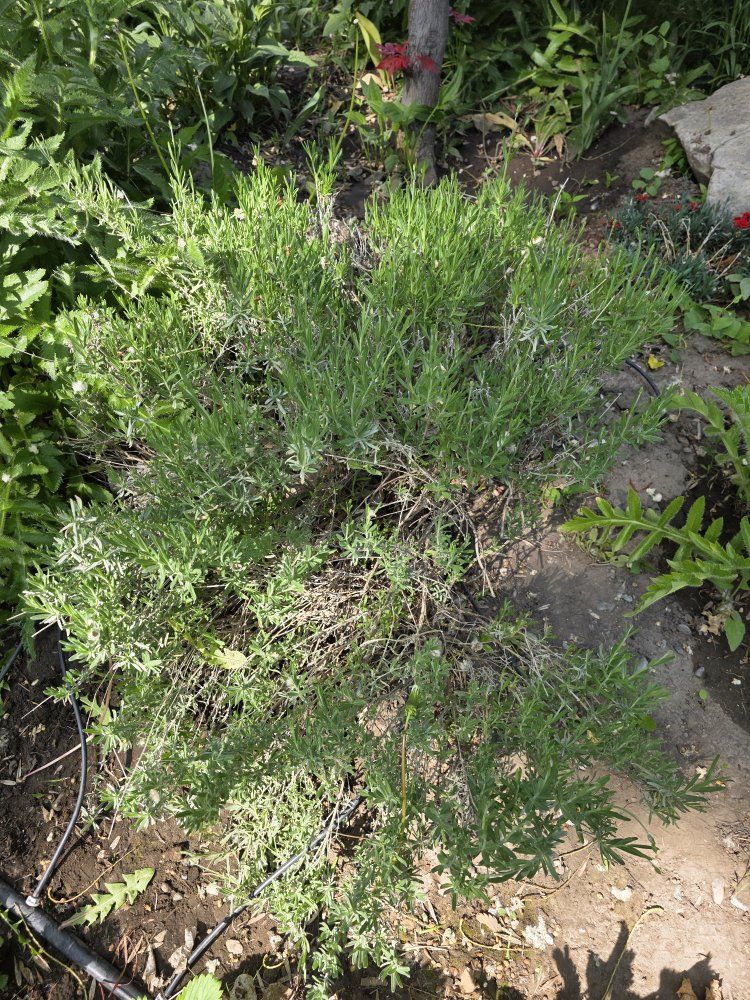 6 - lavender (Lavandula), 'Phenomenal or Provence