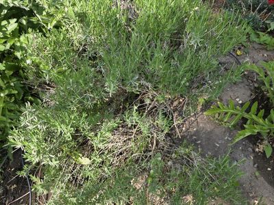 6 - lavender (Lavandula), 'Phenomenal or Provence