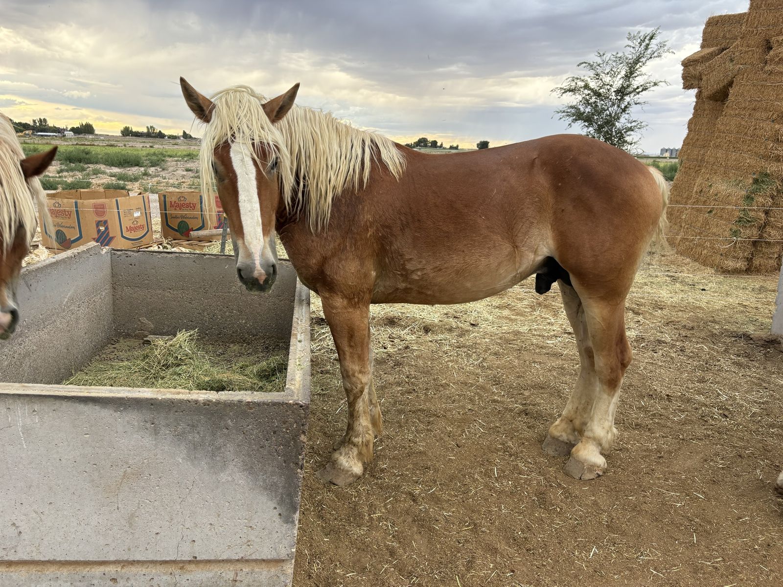Belgian stud colt 3 year old