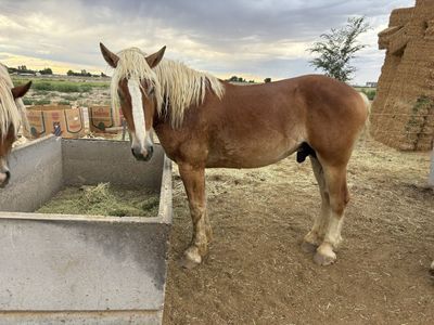 Belgian stud colt 3 year old