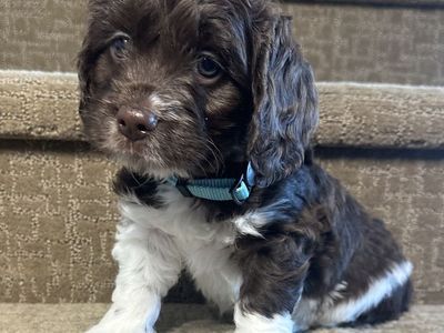 Brittnepoo Puppies (American Brittany x Poodle) | Under 20 lbs Full Grown | Family Raised