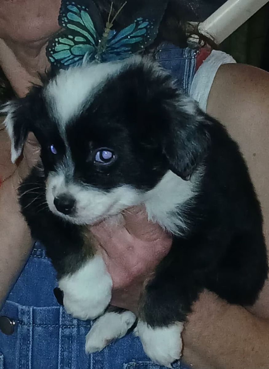 Australian Shepherd puppies