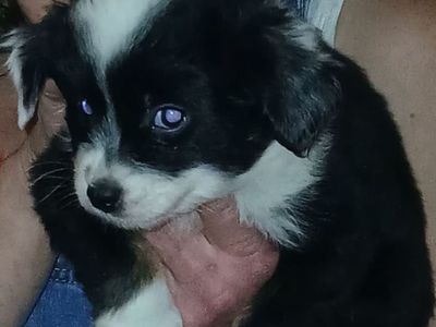 Australian Shepherd puppies