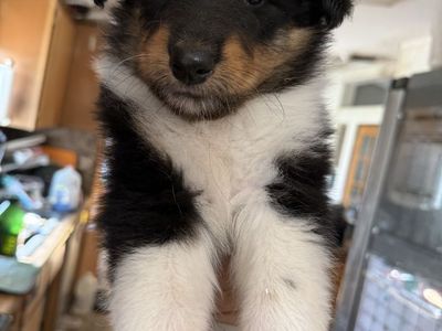 Rough Collie Puppies