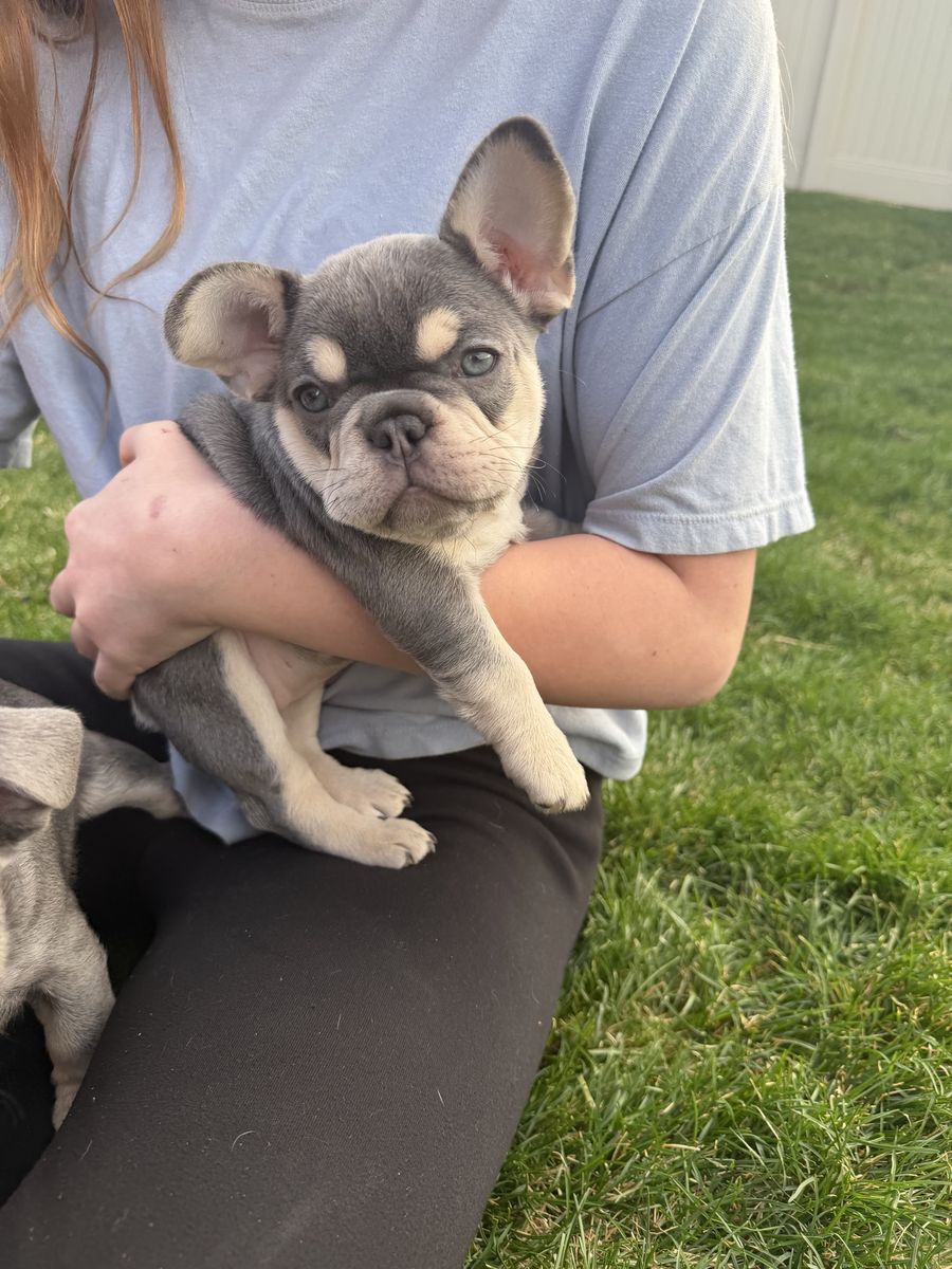 French Bulldog AKC Puppies HURRY 2 LEFT