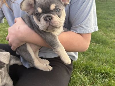 French Bulldog AKC Puppies HURRY 2 LEFT