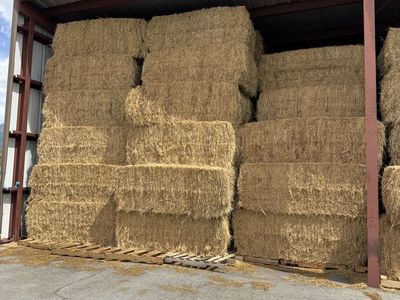 Hay for Sale