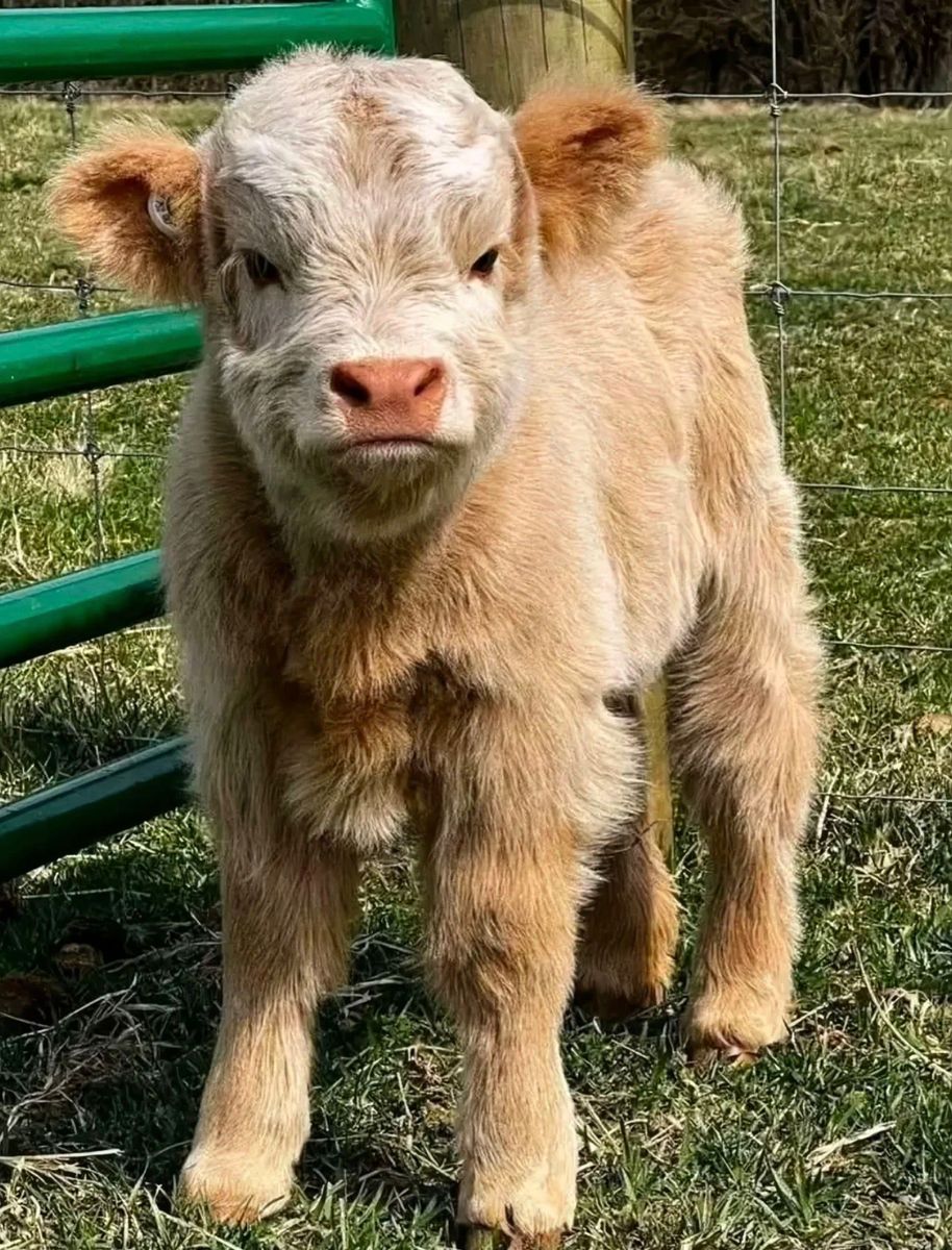 Adorable Mini Highland calves available!
