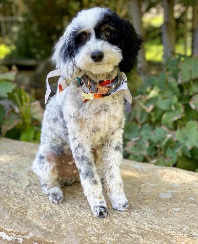 AKC Mini poodle stud tri color