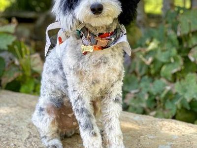 AKC Mini poodle stud tri color